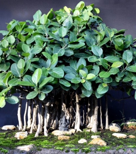Ravindran’s First Bonsai